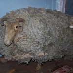 The extraordinary lost sheep on display in the Calvinia Museum