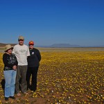 Spring rains dust the Tankwa Plains in a mantle of yellow