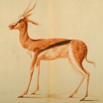 Historic Painting of a Springbok by Frederick Birnie from the Special Collection in the University of Glasgow in Scotland