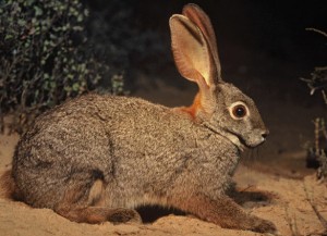 Riverine Rabbit