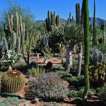 Obesa Cacti Nursery in Graaff-Reinet