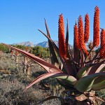 Flowering Aloe Ferox between Willowmore and Uniondale