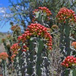 Noors Euphorbia coerulescens