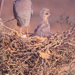 The Pale Chanting Goshawk is a common Karoo Raptor