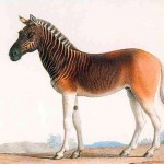 The extinct Quagga was once a common sight in the Karoo