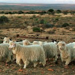 Angora Goats